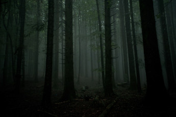 The Camaldoli Forest, close to the monastic community that bears the same name and founded by St. Romuald approx. one thousand years ago. Tuscany.