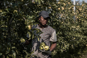Mamadi comes from Mali, this is his first season as a farmhand. He has always lived in Turin and until last year he worked as a warehouseman in a small company. However, the health emergency triggered by the pandemic put his company in crisis and Mamadi lost his job. September 2020.